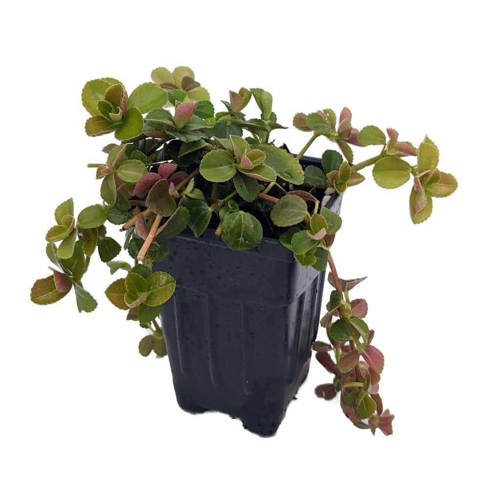 Sao Paulo Friendship Plant - 2 Live Starter Plants - Pilea Depressa - Beautiful Texture Compact Indoor Plant price history on PriceWatchPro