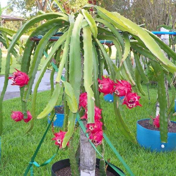 white dragon fruit plant