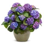 4.5 in. Qt. Let's Dance Blue Jangles Reblooming Hydrangea, Live Shrub, Blue or Pink Flowers