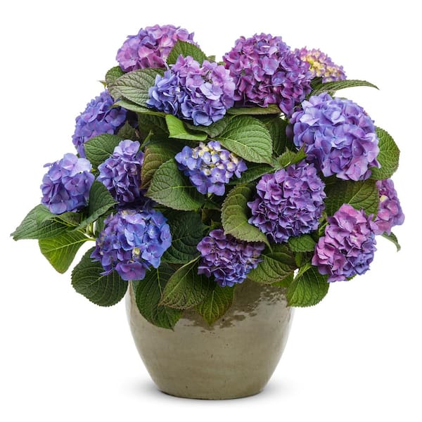 PROVEN WINNERS 4.5 in. Qt. Let's Dance Blue Jangles Reblooming Hydrangea, Live Shrub, Blue or Pink Flowers