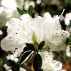 2 Gal. Autumn Angel Shrub with Clear White Reblooming Flowers