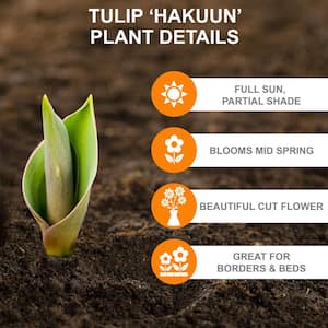 12/+ cm, Hakuun Darwin Hybrid Tulip Flower Bulbs, White (Bag of 100)