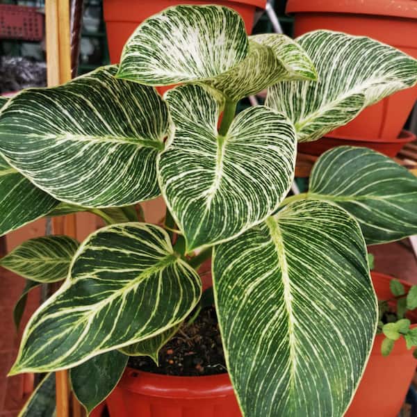 philodendron birkin red Philodendron Birkin Pink | Houseplants