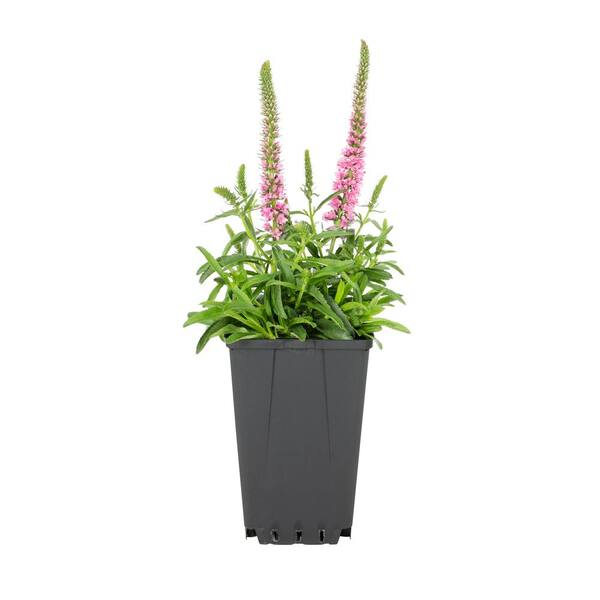 METROLINA GREENHOUSES 3 Gal. Magic Show Pink Potion Speedwell (Veronica ...