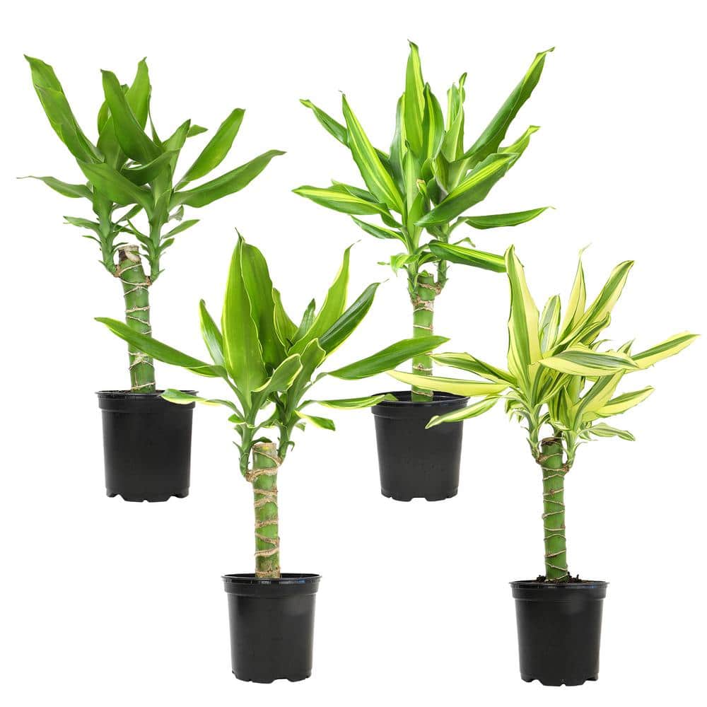 Black Plastic Indoor Dracaena Corn Cane Plant Set