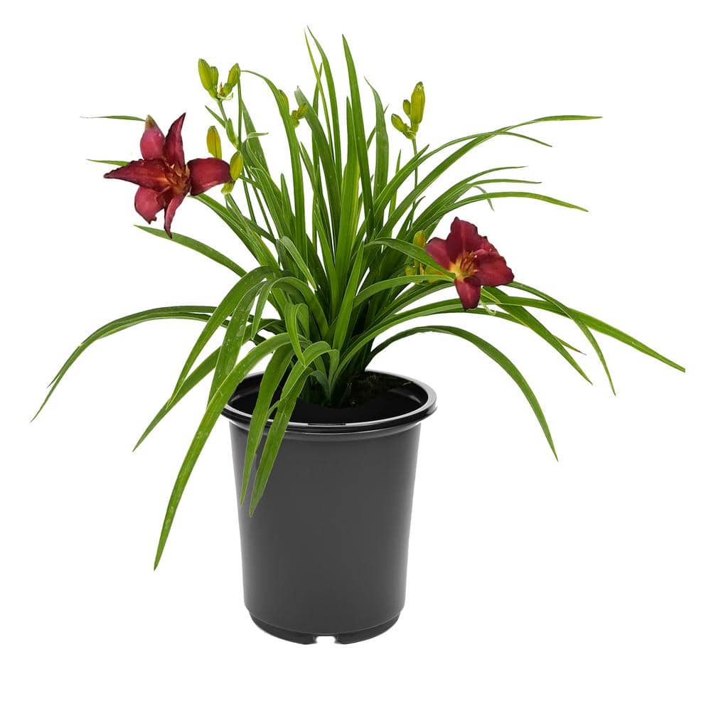 2.5 qt. Hemerocallis Perennial Plant with Red Flowers-(1-Pack)