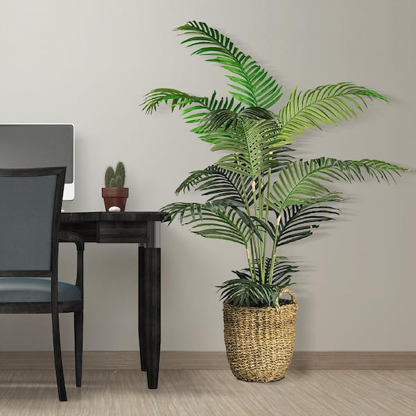 money tree asian Money Tree | Pachira Aquatica | Care Guide and Pro Tips - Delivery from  Toronto across Canada main image 0