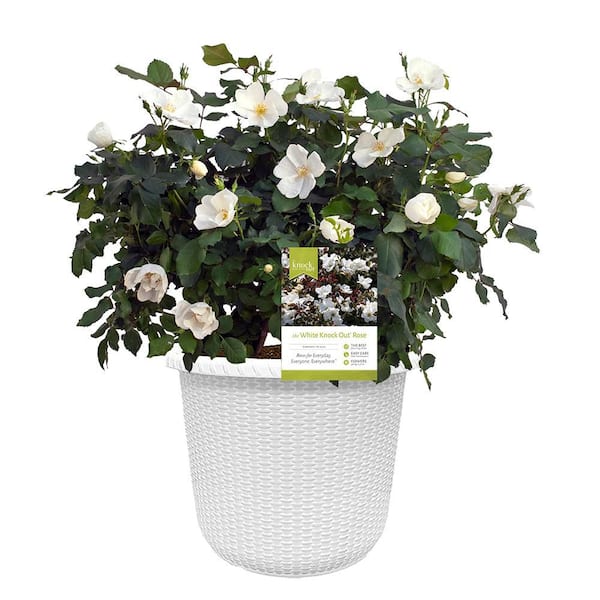 KNOCK OUT 3.0 Gal. Coral Knock Out Rose Bush with Fragrant Orange