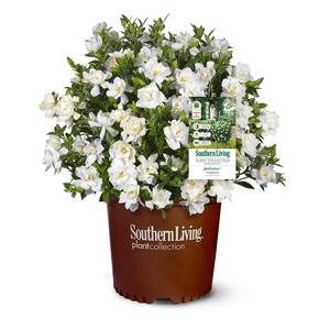 2.5 Qt. Jubilation Gardenia Jasminoides Leeone Shrub with White Flowers