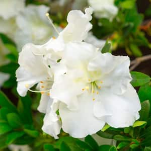 2.25 Gal. Azalea Gumpo White Flowering Shrub with White Blooms