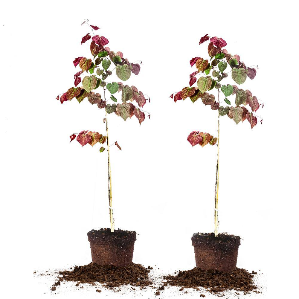 5 Forest Pansy Redbud 2 Pack Thd The Home Depot
