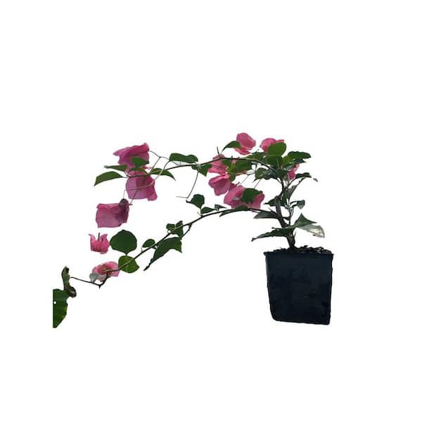 3 Bougainvillea Sharon Wesley Plants in 3 Separate 4 in. Pots