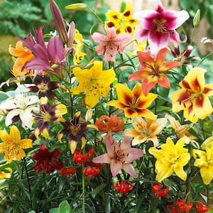 Non-Stop Blooming Blend Lily Bulbs (25-Pack)