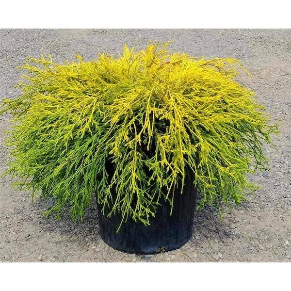 Online Orchards 1 Gal. Gold Mop Threadbranch Cypress Shrub with Colorful Golden Yellow Evergreen Foliage