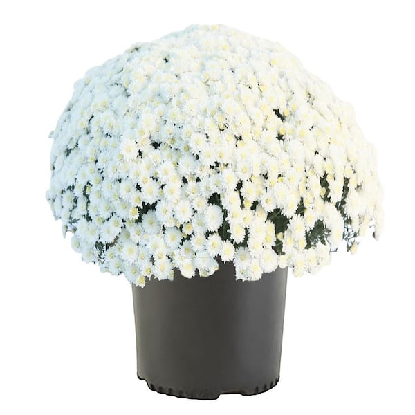 ENCORE AZALEA 3 Qt. Chrysanthemum (Mum) Plant with White Flowers