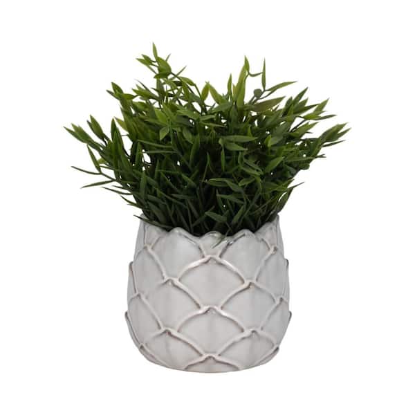 spider plant potted Jumping Spider Plant Pots  Arachnifiles