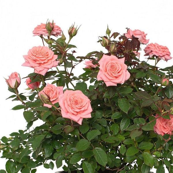 4 in. Cupcake Mini Rose with Pink Flowers (3-Pack)