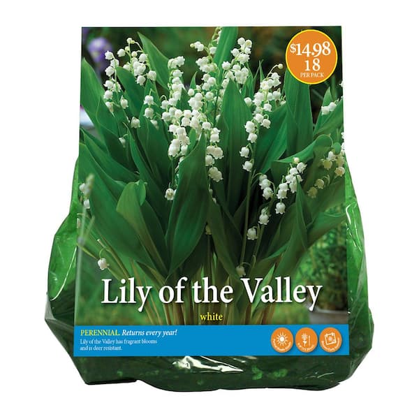 VAN ZYVERDEN INC Lily Of The Valley Roots (18-Pack) 34031 - The