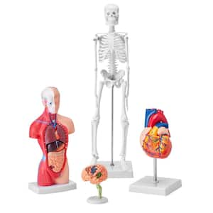 Human Anatomy Models Bundle Set, Brain, Human Torso Body, Heart, Skeleton Model Set