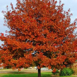 7 Gal. Shumard Oak Shade Tree