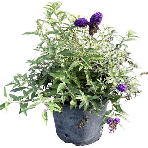 3 Gal. Black Knight Butterfly Bush with Purple Flowers BUDD001G3 - The Home  Depot