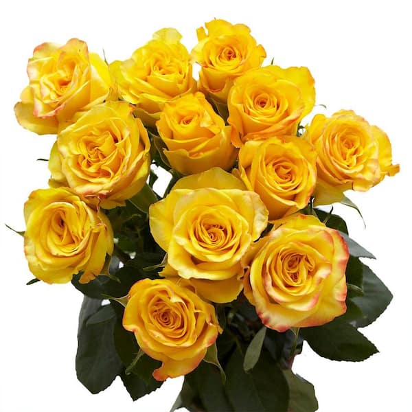 Globalrose 2 Dozen Yellow Roses