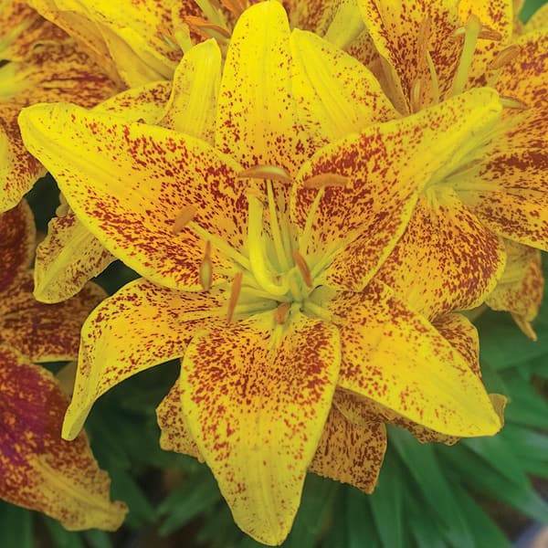 Vigoro 2 QT Lily 'Tiny Nugget' Perennial Plant