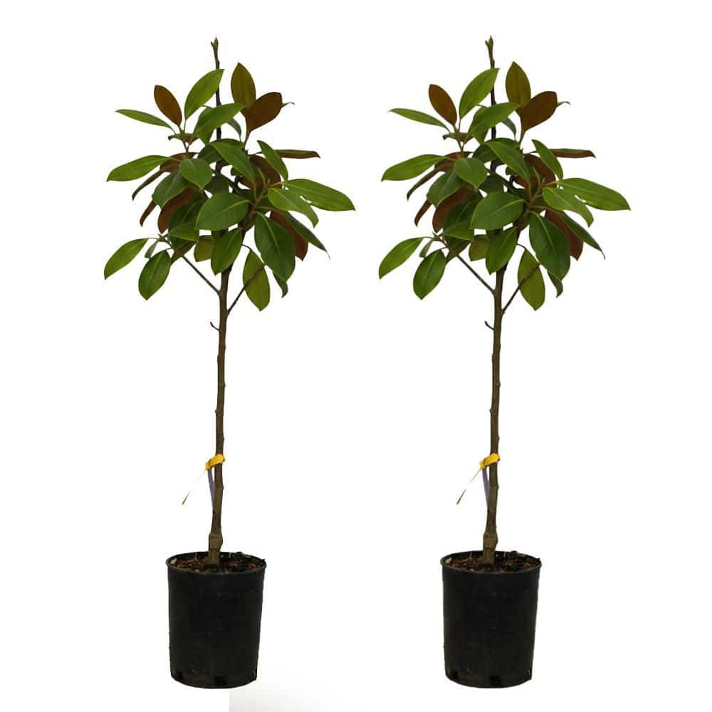 【Mimi 】樹 ツリータイプ 2 gal. Patience Series Little Mimi Deciduous Japanese Magnolia