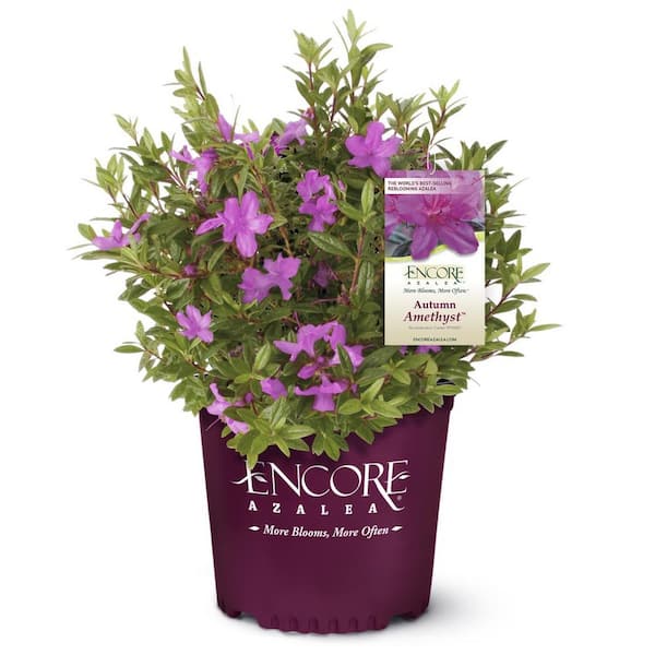 ENCORE AZALEA 2 Gal. Autumn Amethyst Azalea Shrub with Reblooming Small Magenta-Purple Flowers - Low-Maintenance Evergreen Bush