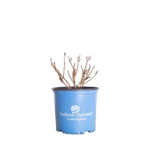1 Gal. Summer Crush Hydrangea (Macrophylla) Shrub with Raspberry Red to Neon Purple Mophead Blooms