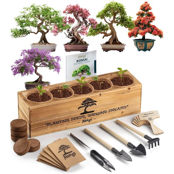 Angel Sar 4 in. 5X Unique Artificial Bonzai Trees, Complete Indoor Bonsai Starter with Tools & Boxwood for Gift Indoor Decor
