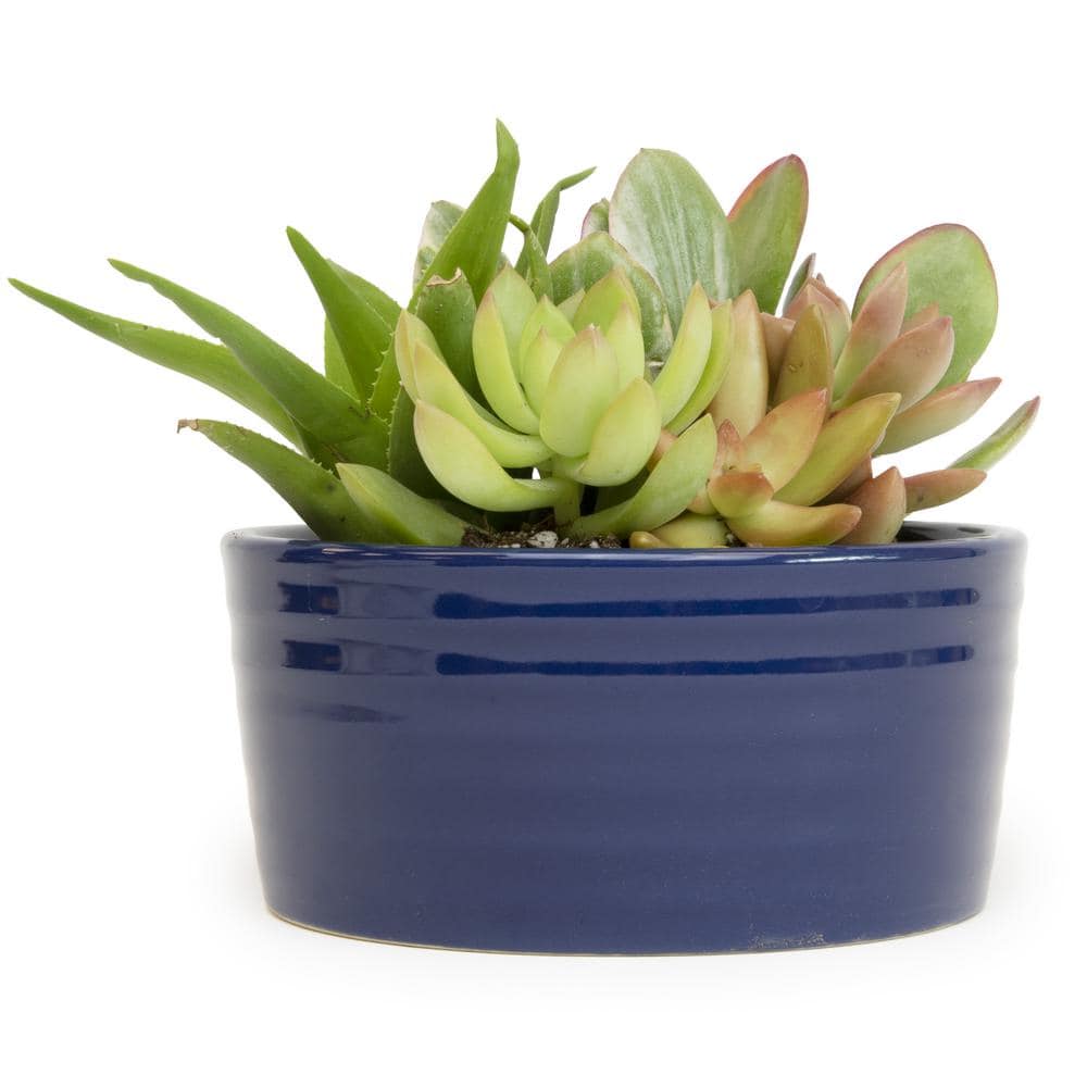 SMART PLANET 5.5 in. Succulent Garden in Taupe Ribbed Glazed Planter  0872535 - The Home Depot