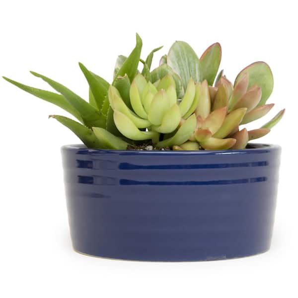 SMART PLANET 5.5 in. Succulent Garden in Cobalt Blue Ribbed Glazed Planter