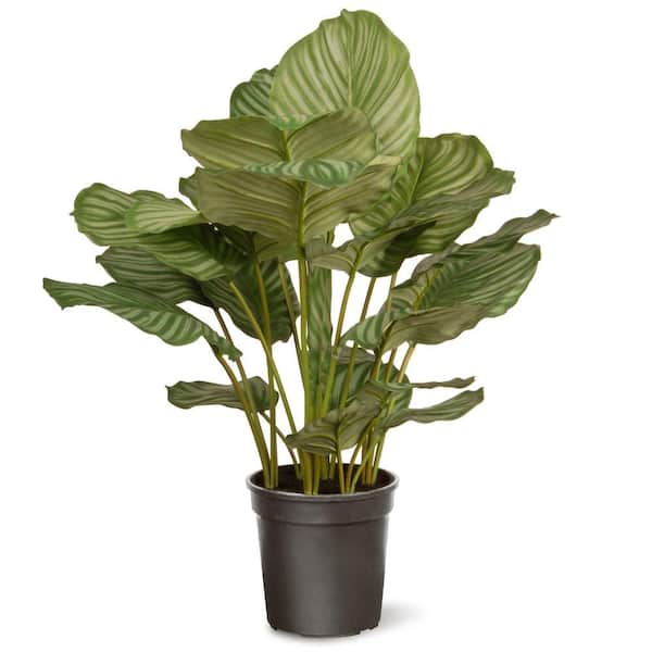 National Tree Company 30 in. Artificial Garden Accents Calathea Plant