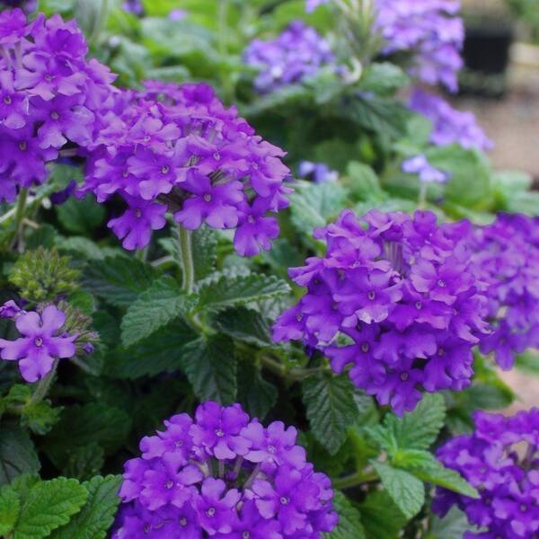 national PLANT NETWORK 4 in. EnduraScape Purple Bloom Verbena