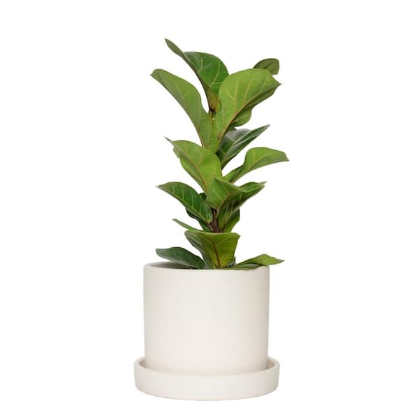 national PLANT NETWORK 7 in. Cream Planter with Saucer and a 6 in. Ficus Bambino (1-Piece)