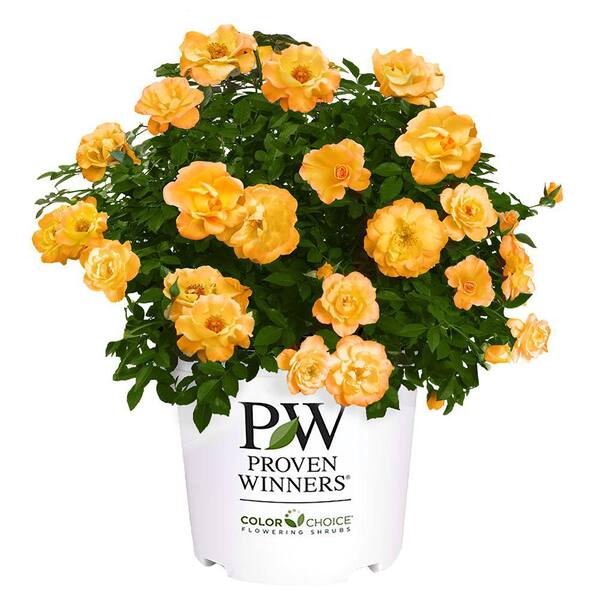 PROVEN WINNERS 2 Gal. Sunorita Rose Plant with Soft Orange Blooms 17516 ...