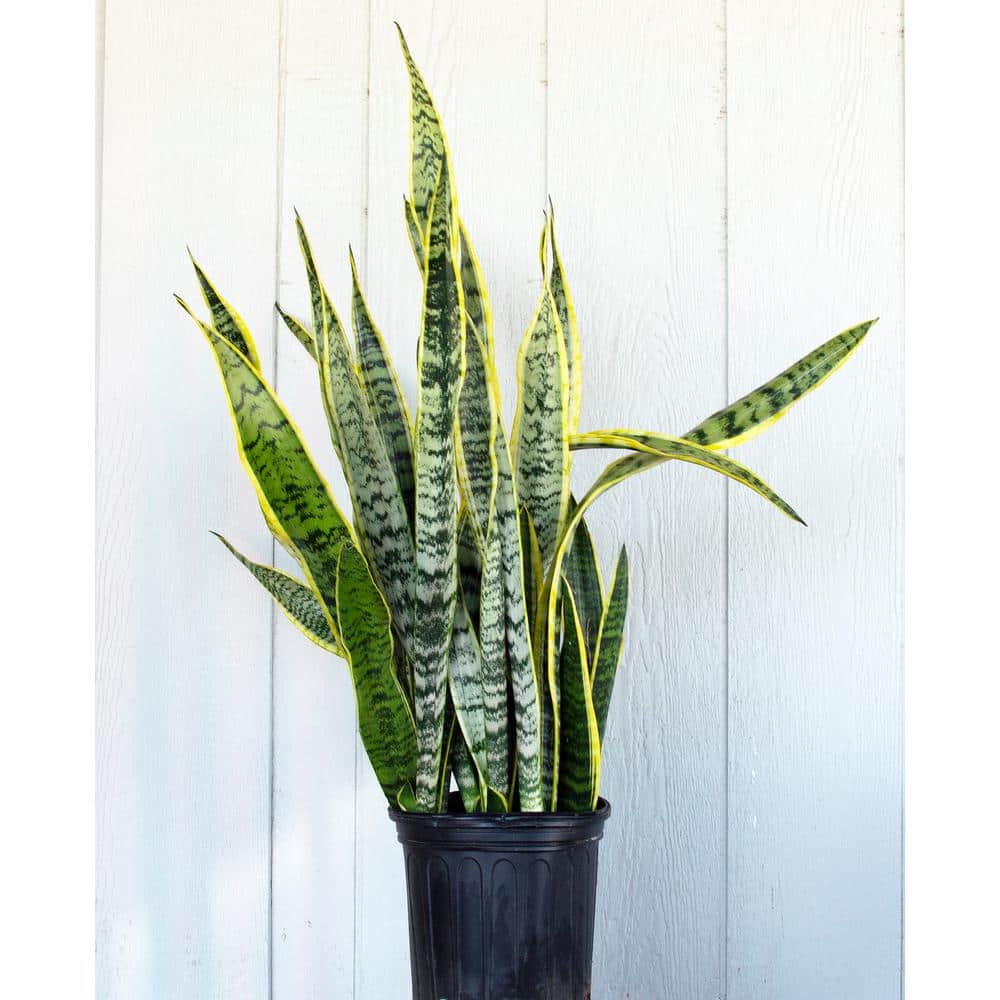 Snake Plant