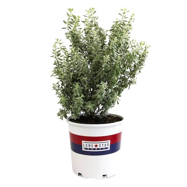 ALTMAN PLANTS Lone Star Growers Silverado Sage (Leucophyllum) Flowering Outdoor Plant Garden Perennial in 8 qt. Grower Pot
