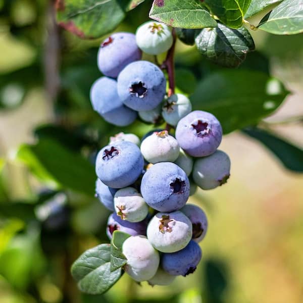 5 Gal. Meader Northern Highbush Blueberry Tree BLUMEA05G - The Home Depot