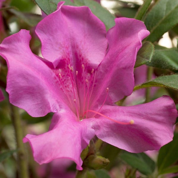 2 Gal. Autumn Royalty Azalea Bush with Reblooming Purple Flowers - Low-Maintenance Evergreen Plant