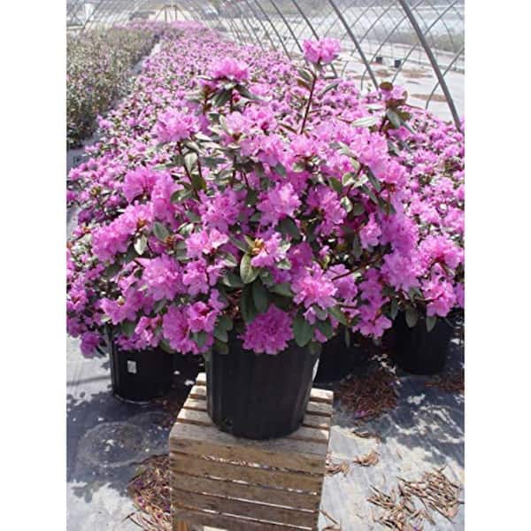 2 gal. PJM Elite Rhododendron, Live Plant with Lavender Pink Flowers, Zone 4-8 (1 Pack)