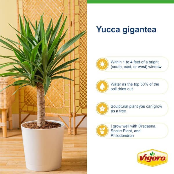 Vigoro Yucca Cane Plant in 10in. White Decor Pot, Avg Shipping