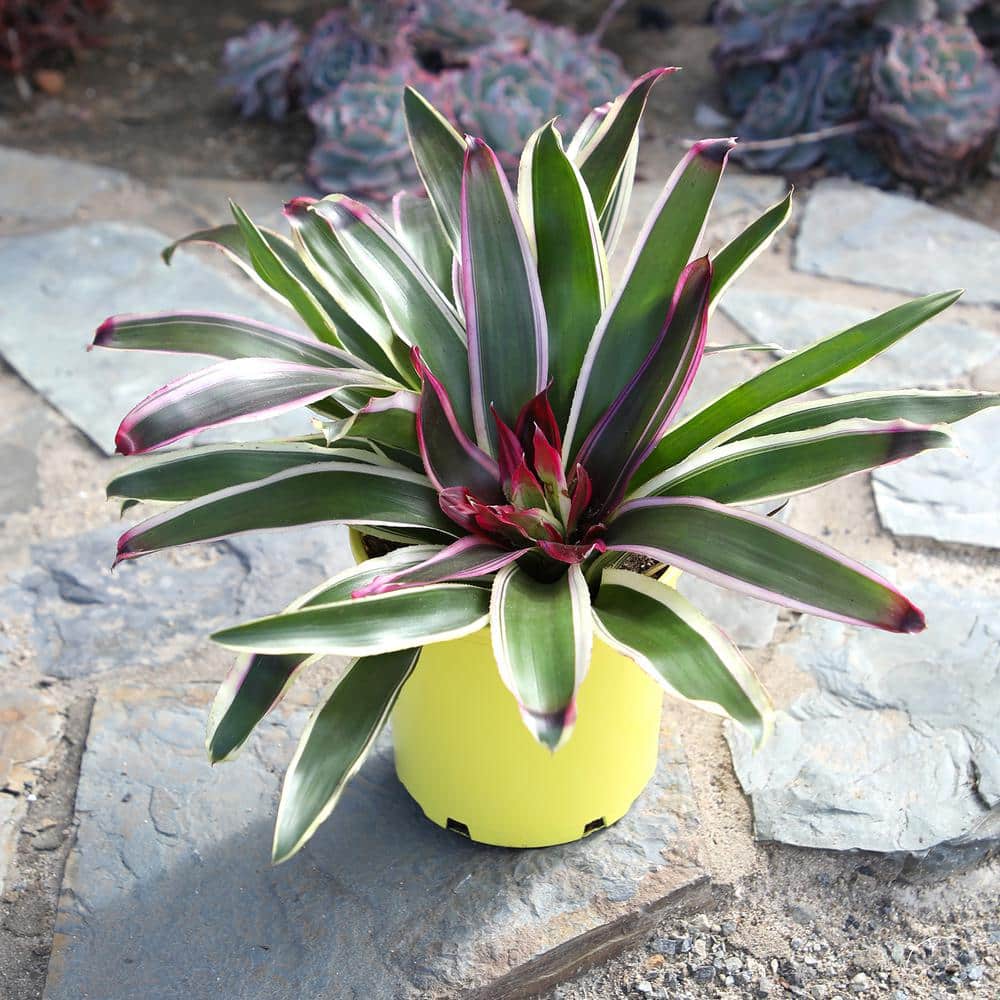 Neoregelia Raphael Variegated Green and Purple Bromeliad in Yellow Planter