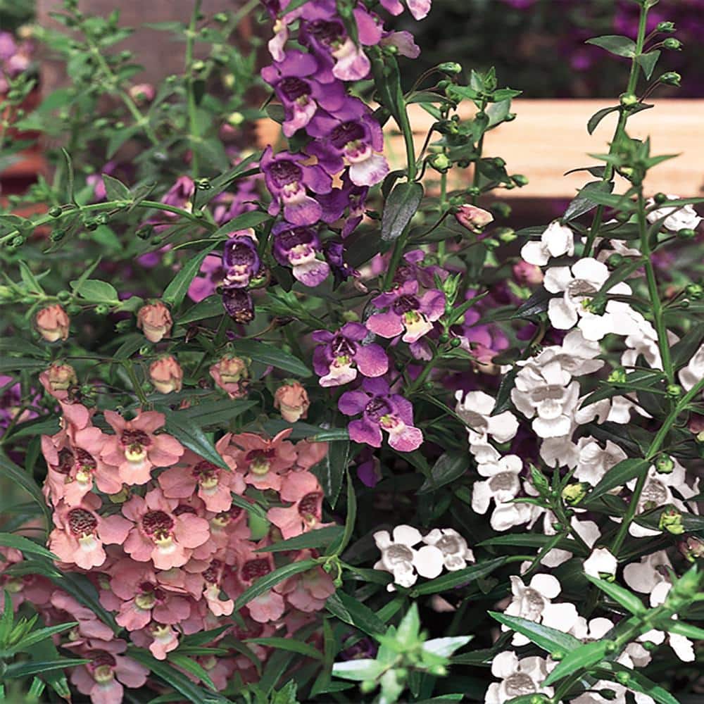 Image of Angelonia annual in hanging basket
