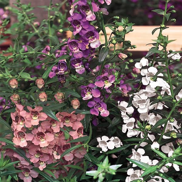 BELL NURSERY 11 in. Angelonia Plant Hanging Basket 1488 The Home Depot