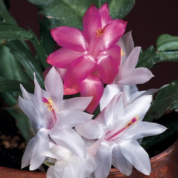 Unbranded 8 in. Zygo Holiday Cactus Succulent Plant With Assorted Color Flowers