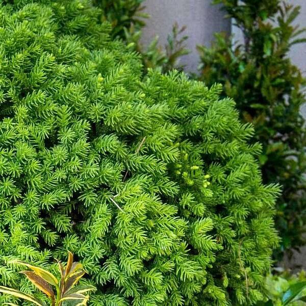 national PLANT NETWORK 1 Gal. Cryptomeria Dragon Prince Shrub
