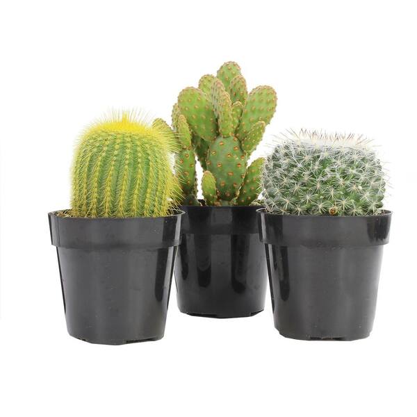 cactus Succulent plants potted Garden decoration Plants 7-9cm 