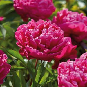 Peony Karl Rosenfield Roots (6-Pack)